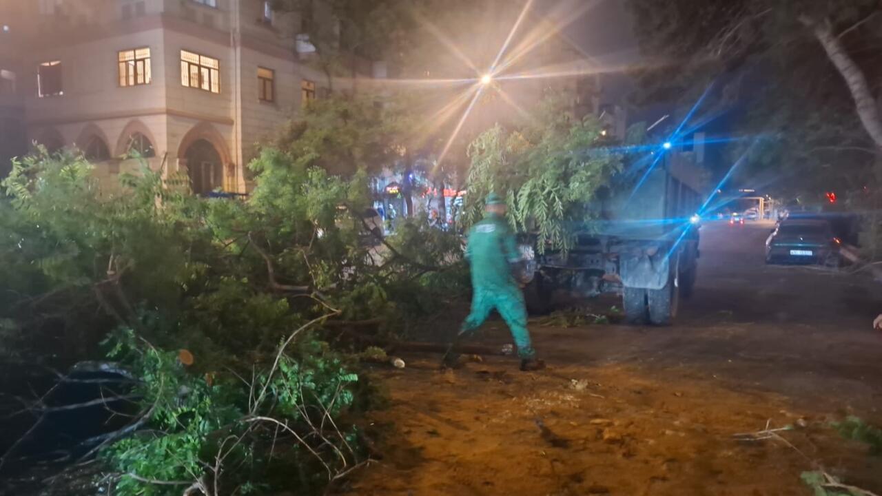 В Баку сильный ветер повалил 41 дерево