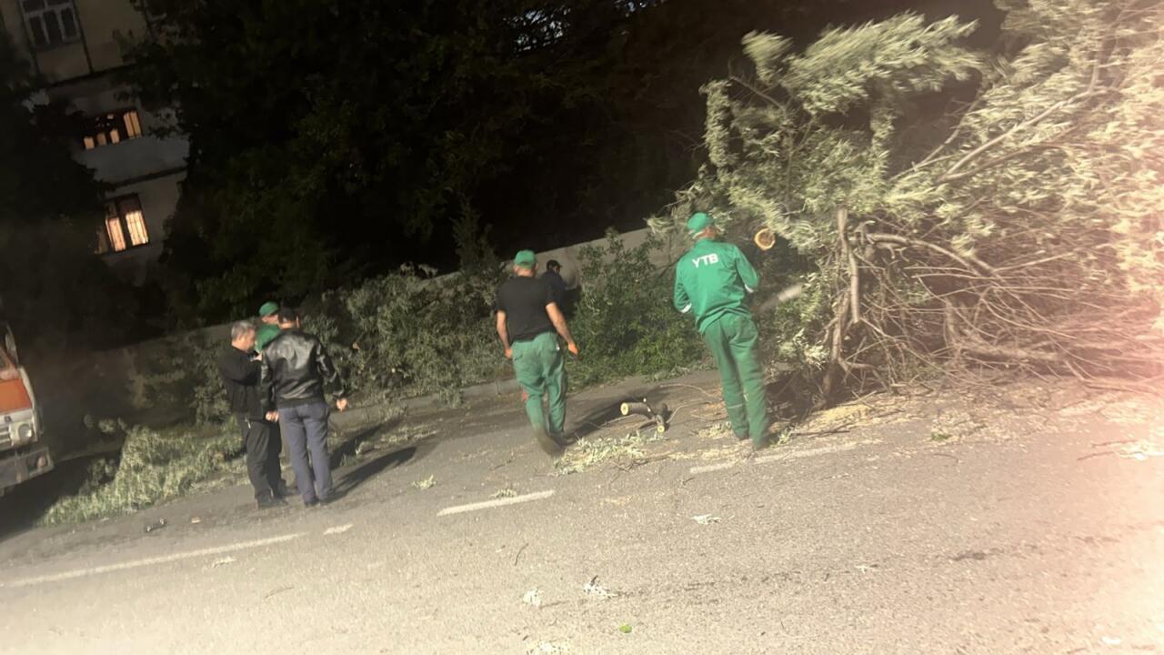 В Баку сильный ветер повалил 41 дерево