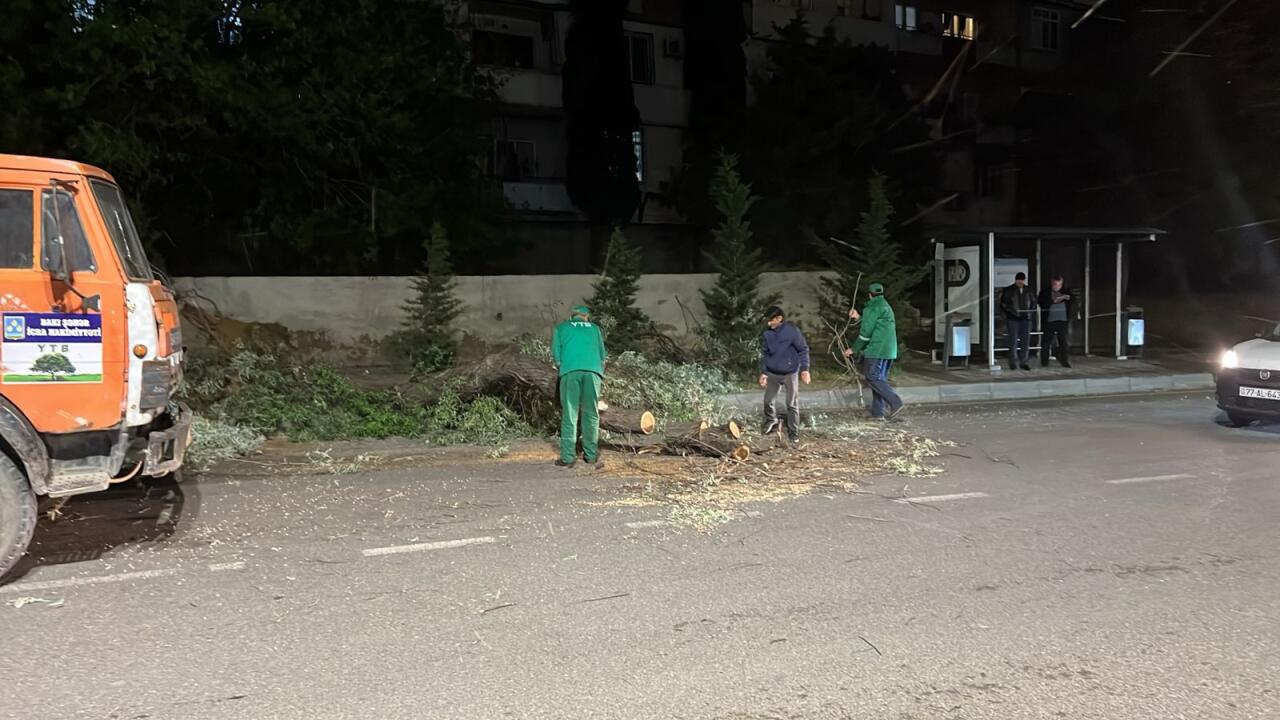 В Баку сильный ветер повалил 41 дерево
