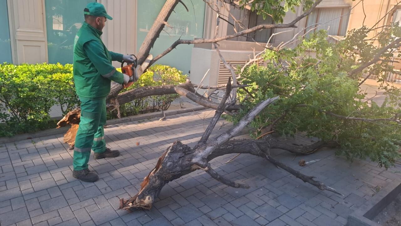 В Баку сильный ветер повалил 41 дерево