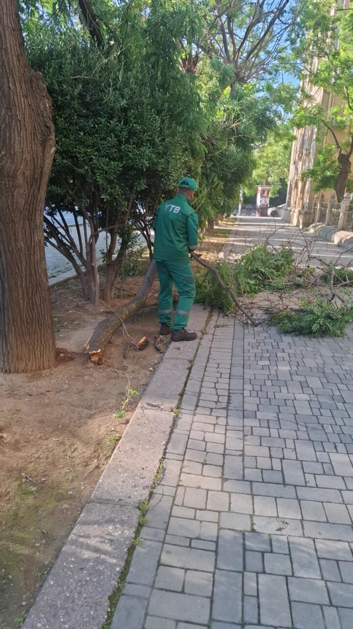 В Баку сильный ветер повалил 41 дерево