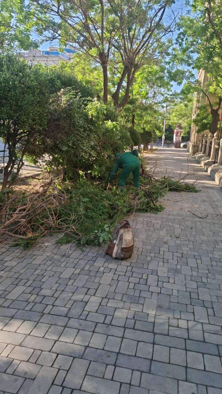 В Баку сильный ветер повалил 41 дерево
