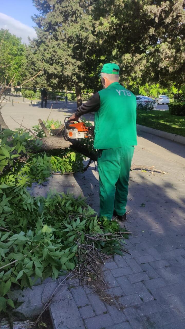 В Баку сильный ветер повалил 41 дерево