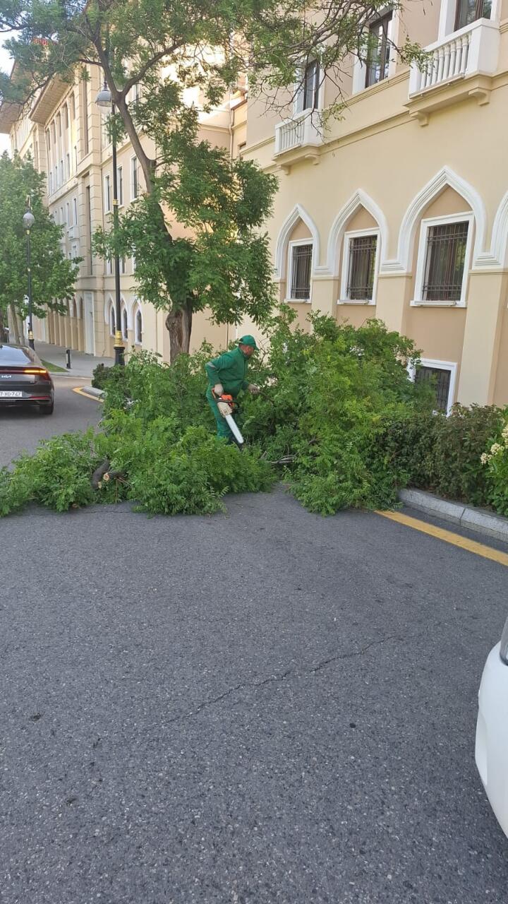 В Баку сильный ветер повалил 41 дерево