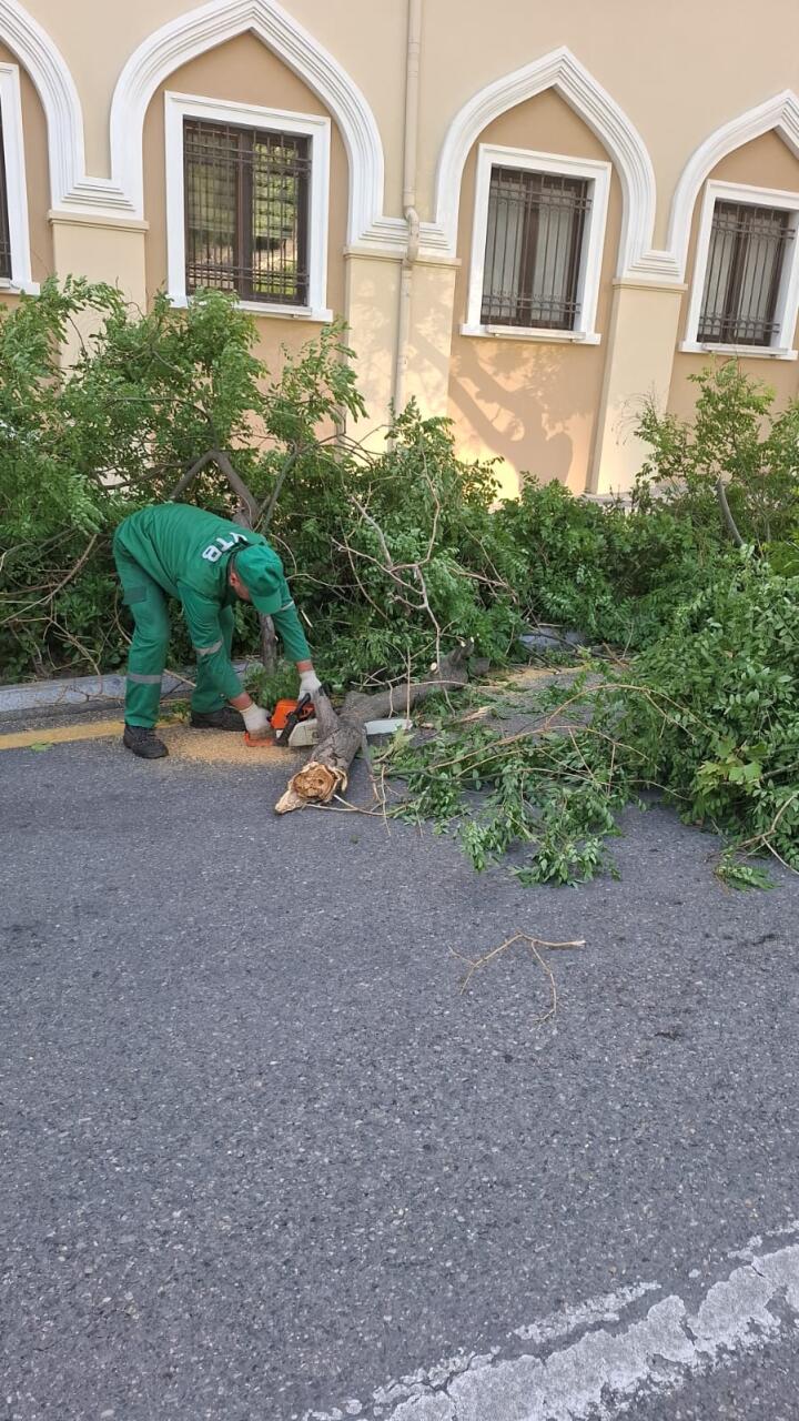 В Баку сильный ветер повалил 41 дерево