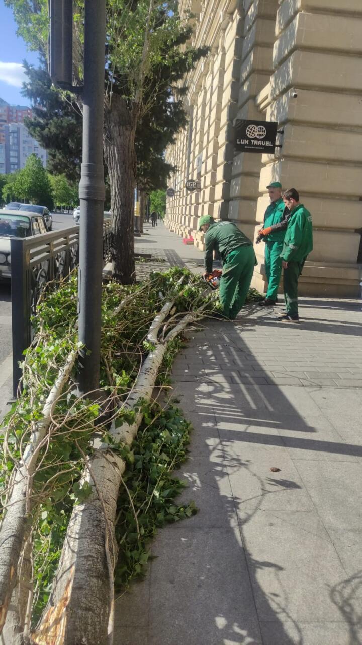 В Баку сильный ветер повалил 41 дерево