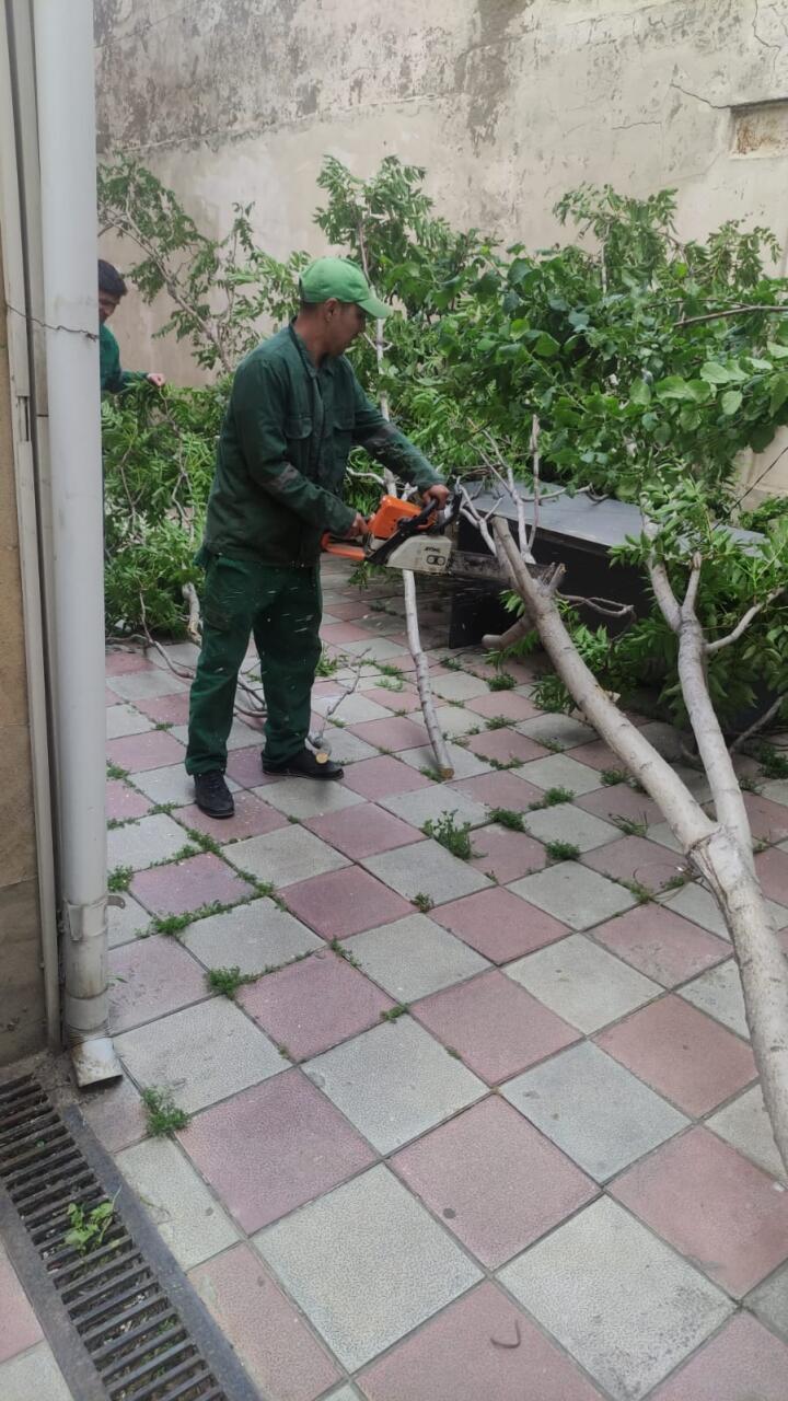 В Баку сильный ветер повалил 41 дерево