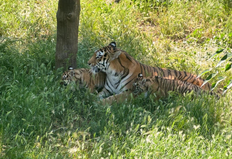 Bakı Zooloji Parkında Amur pələngi balaları dünyaya gəlib