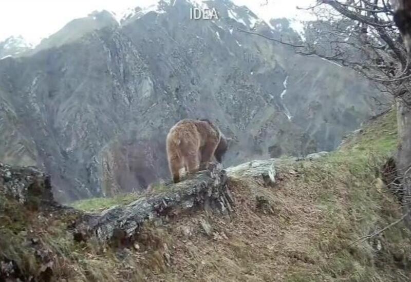 Qax və Zaqatalada ayı görüntüləndi