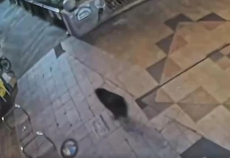 Заблудившийся медведь парализовал японский город