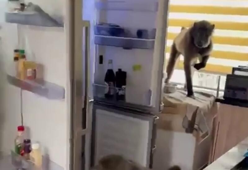 Бабуины ворвались в дом к женщине и украли еду