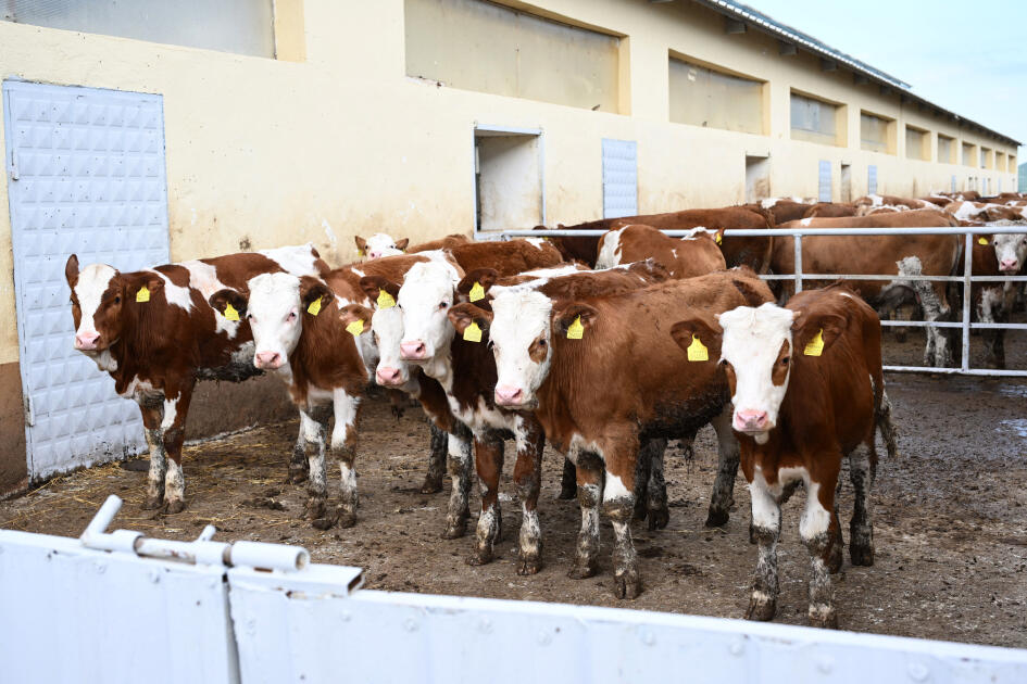 Xocalıda “Qoç Ət”in heyvandarlıq kompleksi ilə tanışlıq olub