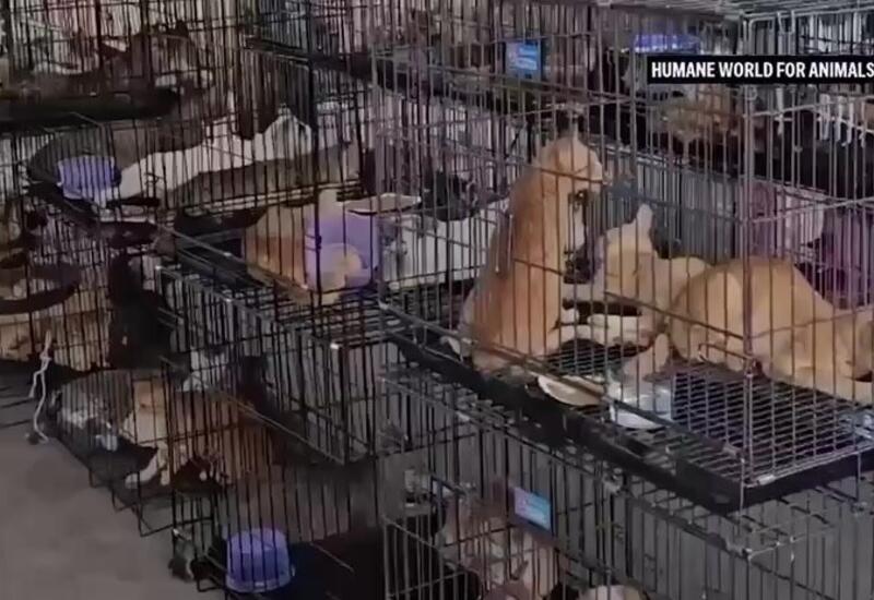 Полиция Вьетнама спасла сотни кошек