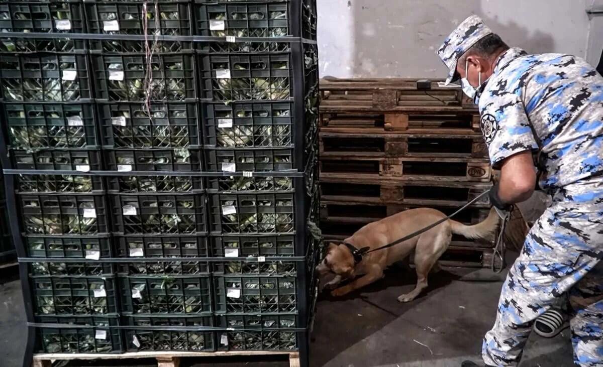"Gül kələmi" yükündə 90 kq-dan çox narkotik vasitə aşkarlandı