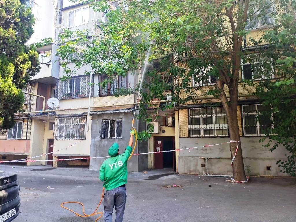 В Баку проводят обработку деревьев от американской белой бабочки