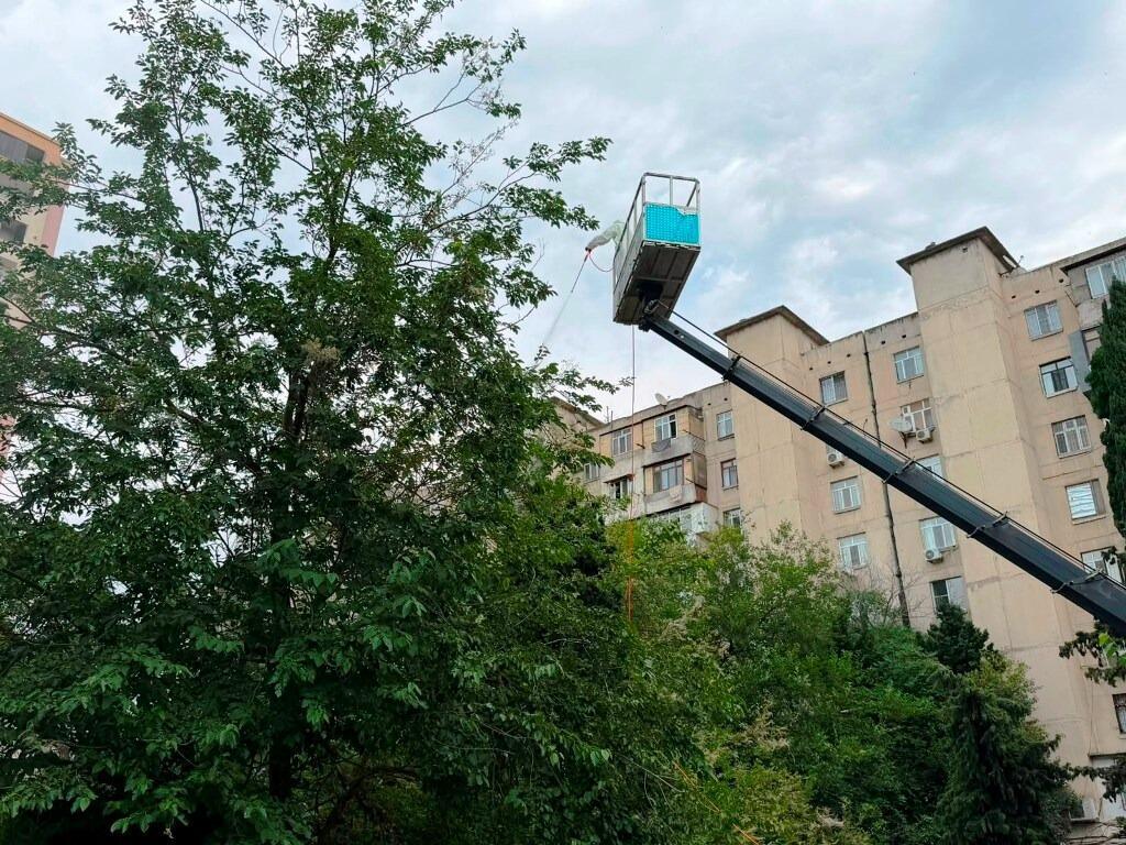 В Баку проводят обработку деревьев от американской белой бабочки