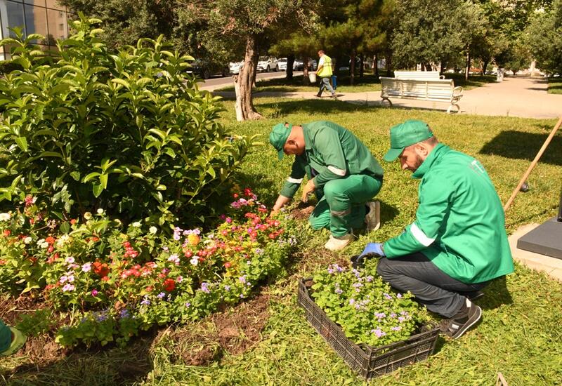 Təmiz və yaşıl Bakı