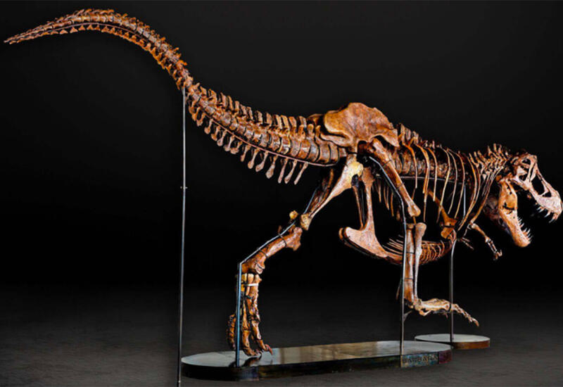 Скелеты динозавров стали модными у миллиардеров