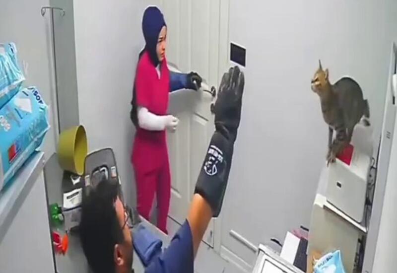 В Турции кот разгромил ветеринарную