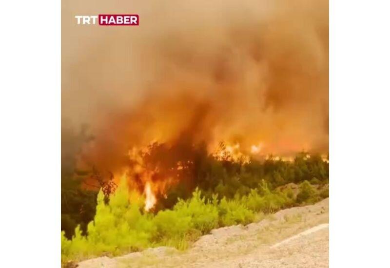Лесные пожары накрыли юго-западные регионы Турции