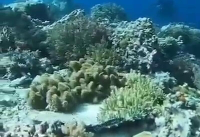 Дайверы засняли мощнейшее землетрясение под водой
