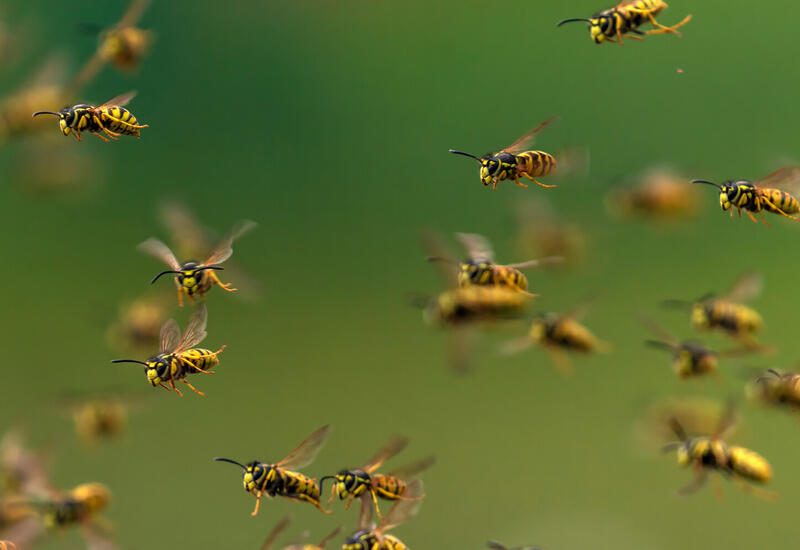 Шотландец сбежал из дома из-за нашествия ос