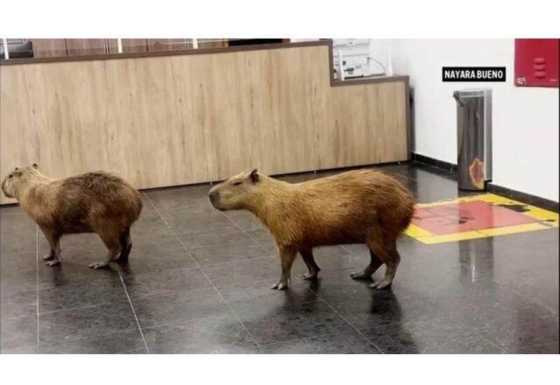 На видео попали капибары, пришедшие в заксобрание в Бразилии