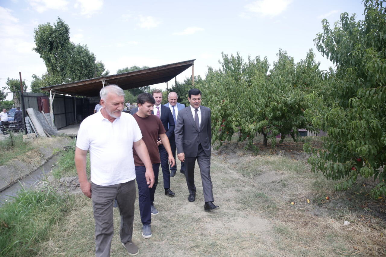 Xaçmazda şaftalı bağlarının sahəsi 4 min hektarı ötüb