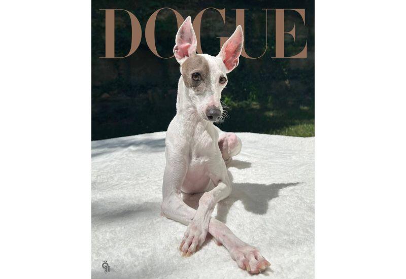 Редакторы Vogue показали обложку журнала с победителем конкурса Dogue