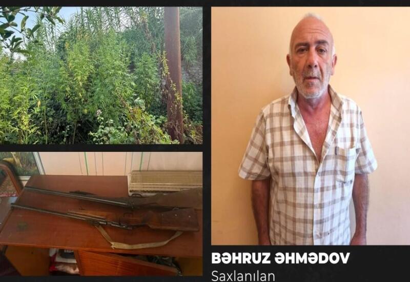 Göyçayda narkotik əməliyyatı: 51 bitki və 2 silah götürüldü