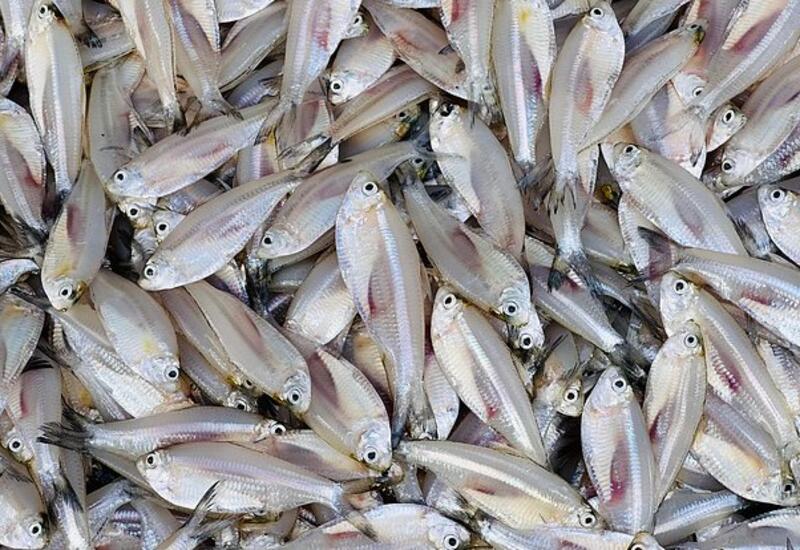Назван ключевой продукт для женского здоровья после 35 лет