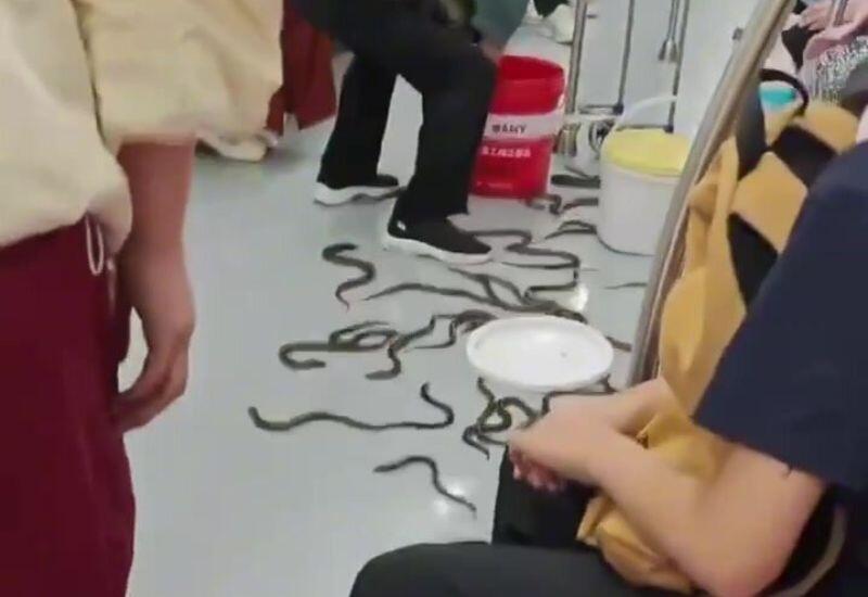 Инцидент со змеями в метро Пекина