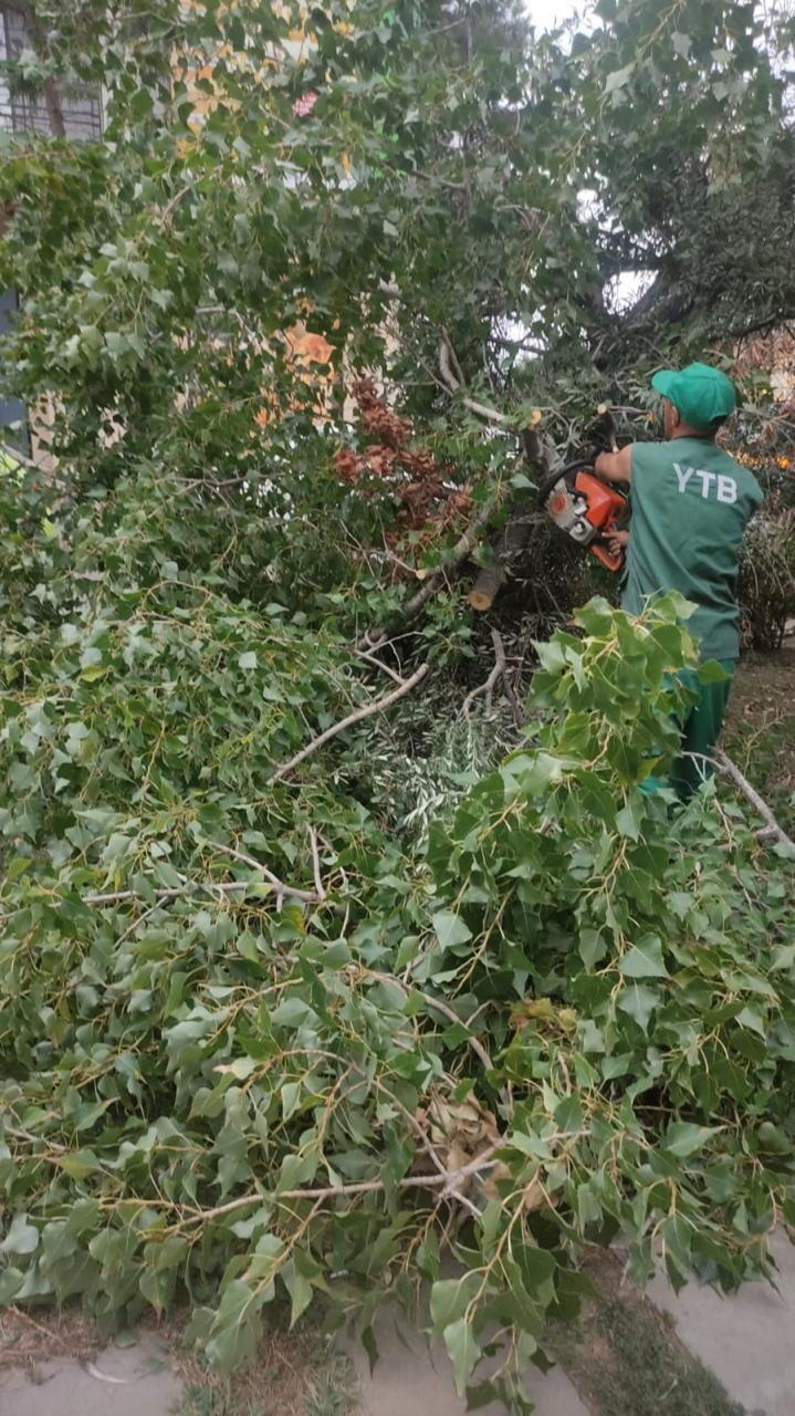 Сильный ветер повалил 15 деревьев в Баку