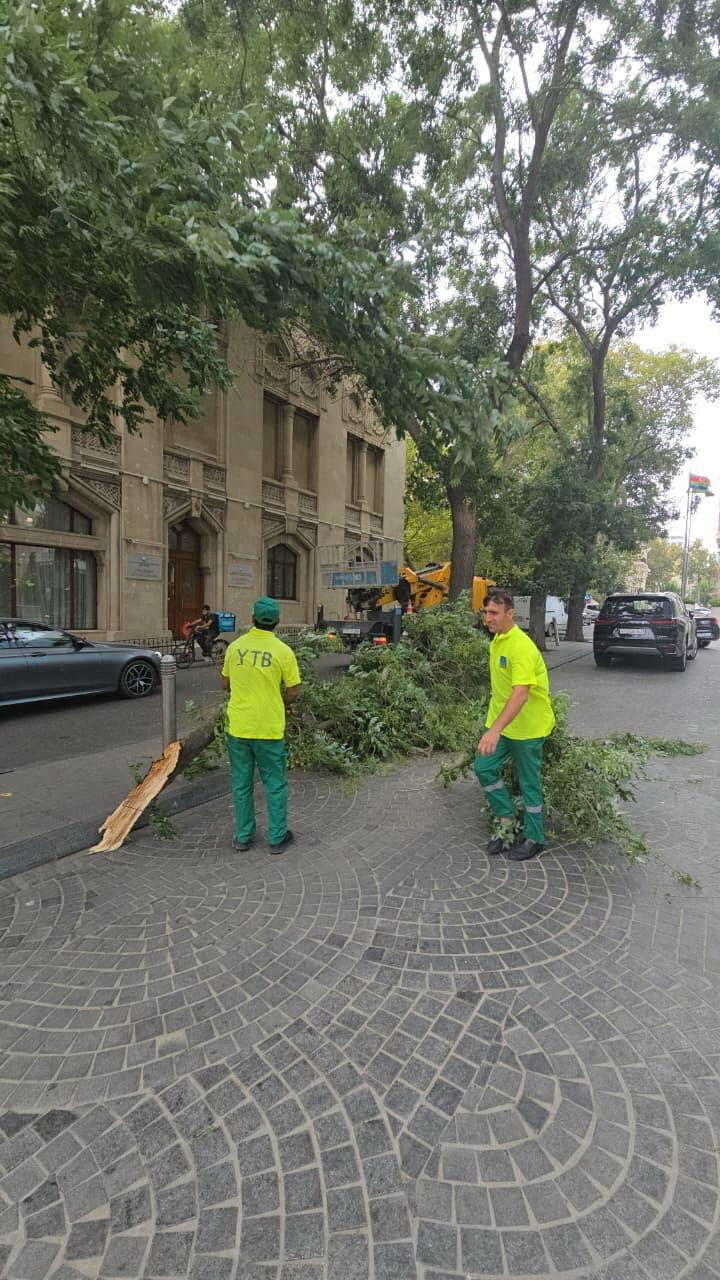 Сильный ветер повалил 15 деревьев в Баку