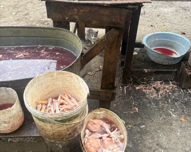 Masallıda qanunsuz toyuq kəsimi sexləri aşkarlandı