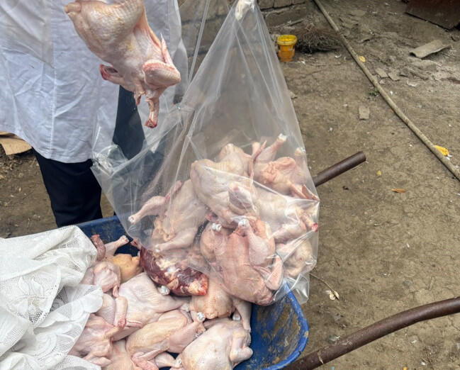 Masallıda qanunsuz toyuq kəsimi sexləri aşkarlandı