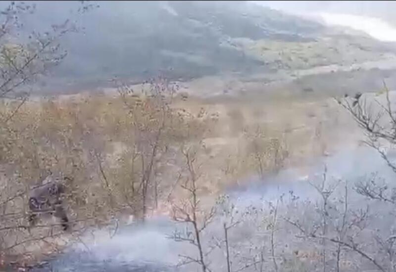 Пожар в лесу в Шамахы