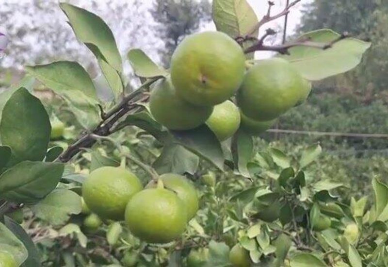 Astarada sitrus bağları susuz qalıb