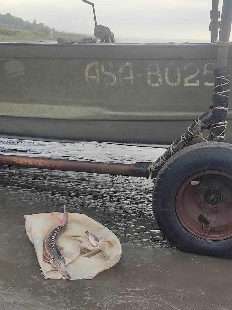 Незаконная рыбалка в Каспийском море обошлась в 5 тысяч манатов