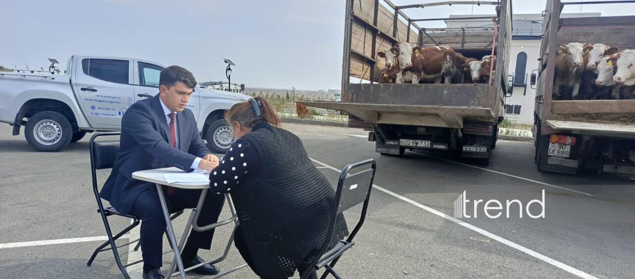 Жителям Агдама, Ходжалы и Лачина передали племенной крупный рогатый скот