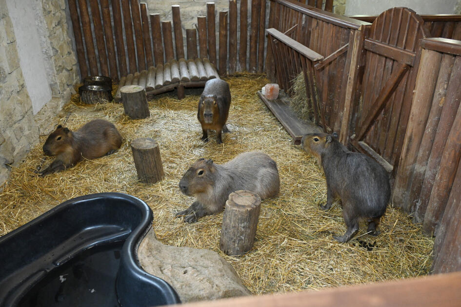 Лейла Алиева и Алена Алиева побывали на ферме Capybara Azerbaijan в Шамахы