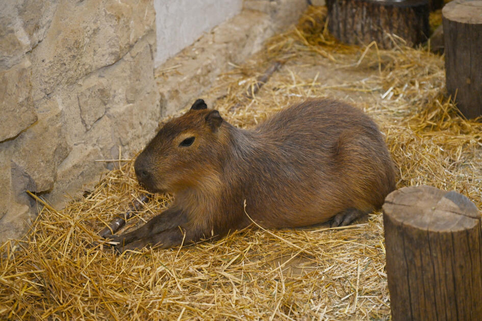 Лейла Алиева и Алена Алиева побывали на ферме Capybara Azerbaijan в Шамахы