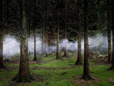 Sirli, müəmmalı meşə - FOTO