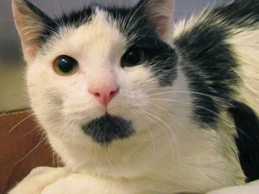 Ролик с рождественским котом захватил Сеть