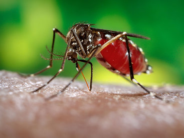 Dəhşətli virus Azərbaycana YAXINLAŞDI
