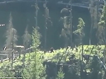 Новое видео снежного человека взбудоражило Интернет - ВИДЕО