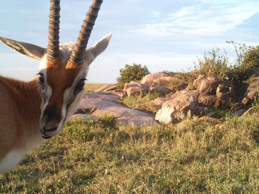 Необычные кадры из жизни зверей, сделанные скрытой камерой - ФОТО