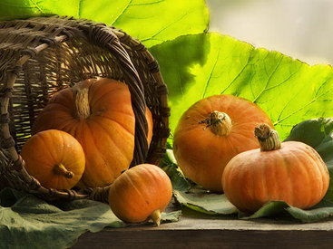 Учёные рассказали, почему тыквы и кабачки поглощают вредные вещества из почвы