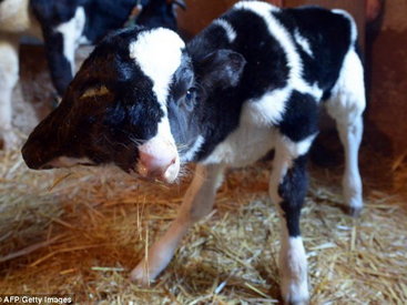 Двухголовый теленок шокировал жителей Марокко – ФОТО