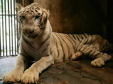 Не для слабонервных: зоопарк, который является адом животных - ФОТО